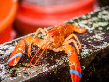 Octopus, krab en kreeft voelen verdriet: koken van levende dieren verboden in Groot-Brittannië