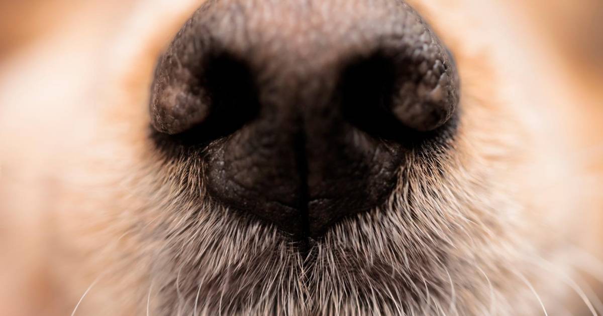 Is een droge neus een signaal dat je hond ziek is? Klopt dat? hln.be