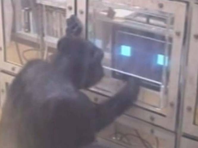 Bij deze spelletjes zijn chimpansees slimmer dan mensen