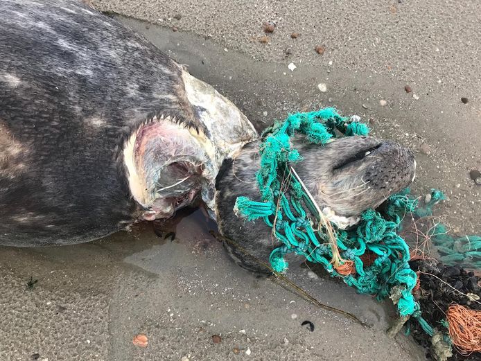 Een andere zeehond, met de kop verstrikt in een stuk visnet, werd aangetroffen ter hoogte van de Brouwersdam.