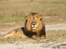 Trofeejager schiet zoon van beroemde leeuw Cecil neer