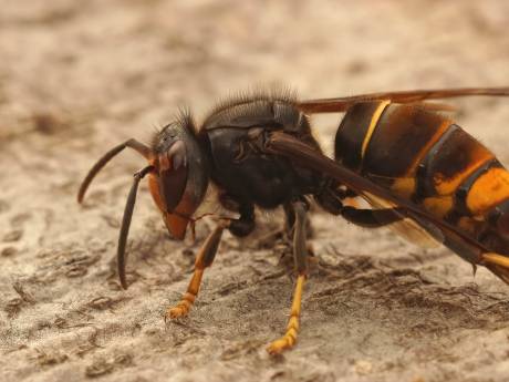 ‘Monsterwesp’ die bijen doodt, rukt op: gigantische opmars in Gelderland
