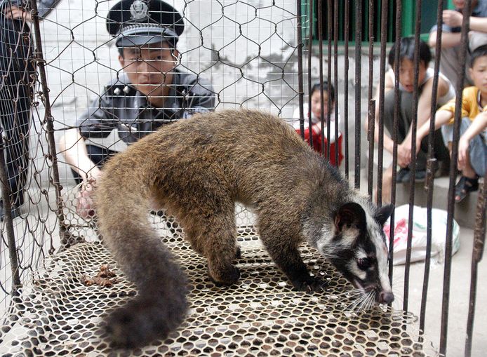 De civetkat, hier op een markt in China,  was de drager van het Sars-virus dat in 2003 opdook. Ook nu lijken markten waar  wilde dieren als de civetkat worden verkocht bron van besmetting van het coronavirus.