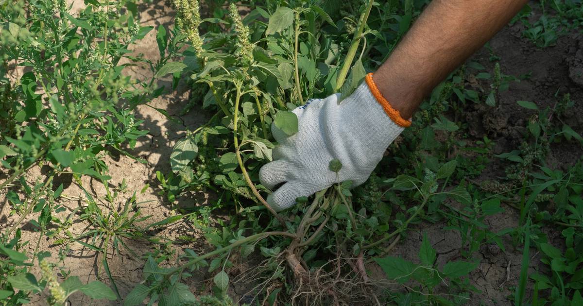 Le vinaigre et le glyphosate nuisent à la vie dans votre jardin : voici comment éliminer – et éviter – les mauvaises herbes de manière intelligente |  Mon guide