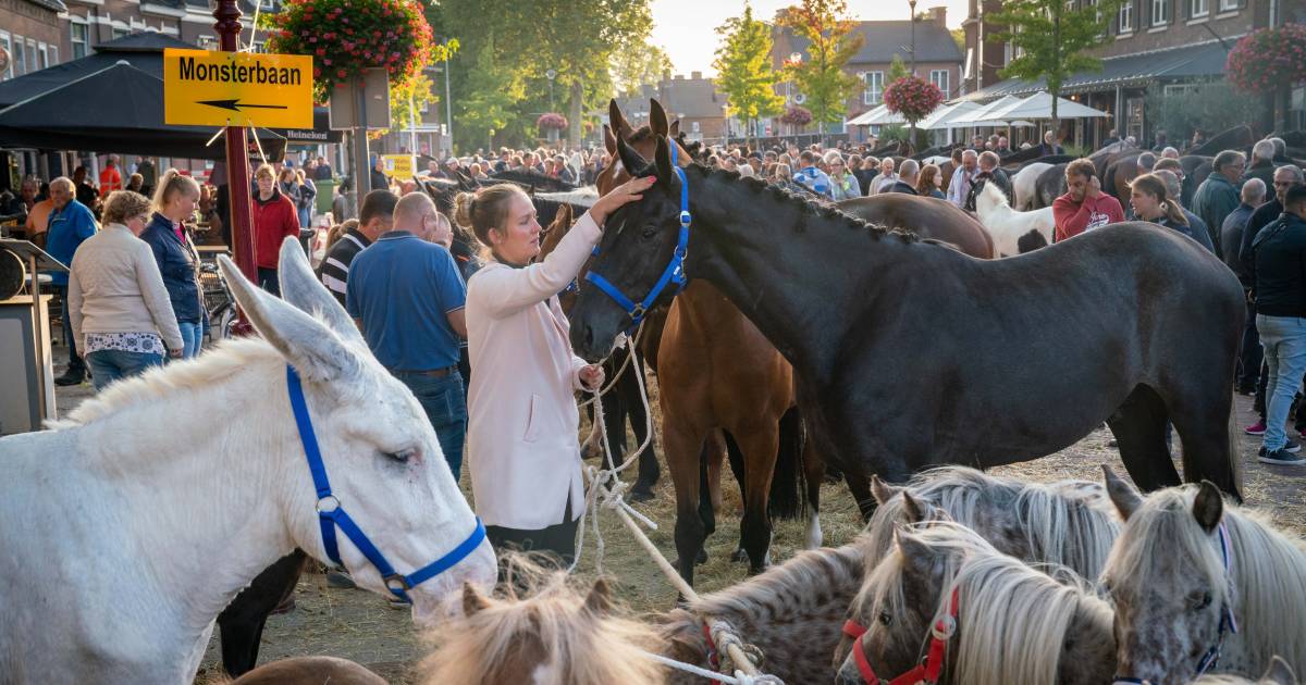 Paardenmarkt Elst gaat door en hoopt op duizend paarden ‘De mensen