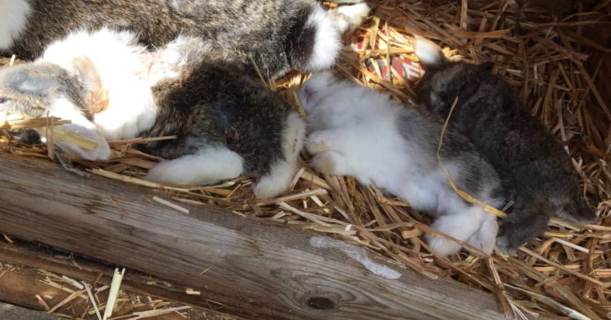 Ontsnapte kat zaait dood en verderf in Delft Hij moordde een heel nest konijnen uit Delft AD.nl
