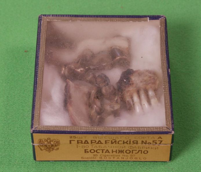 Een deel van Hitlers gebit werd bewaard in een sigarenkistje.