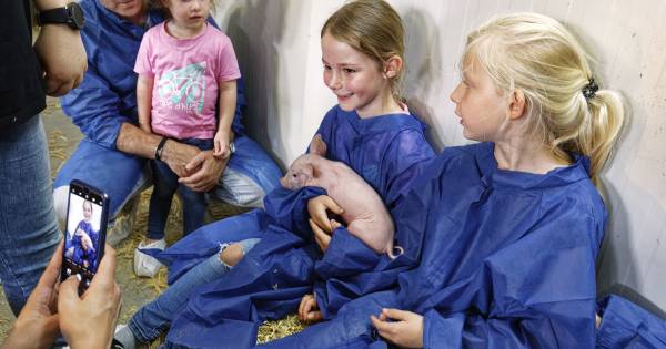 Open boerderijendag in de Bommelerwaard laat zien waar ons voedsel vandaan komt - BD.nl