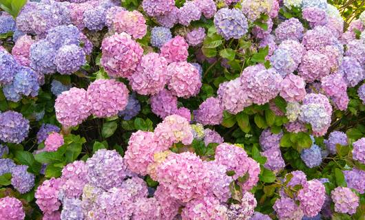 Liever geen hortensia in de tuin? Ga dan voor déze vervangers
