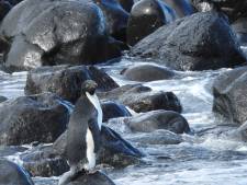 Pinguïn legt 3000 km af en spoelt aan op strand Nieuw-Zeeland