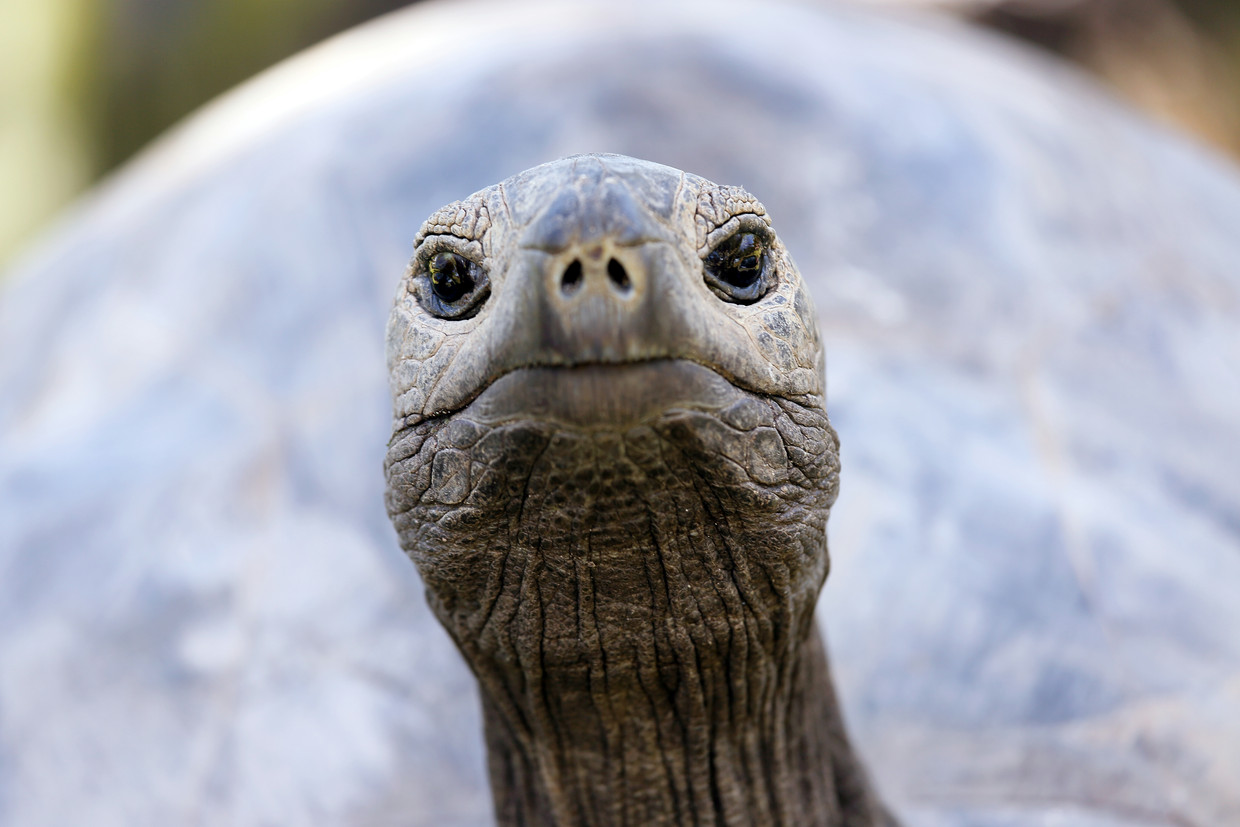 Veel trage dieren leven lang, zoals deze Seychellen­reuzenschildpad. Deze kan meer dan 200 jaar worden. Beeld Getty Images/iStockphoto