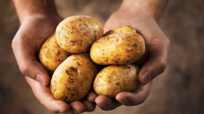 BASF va cultiver des patates OGM en Europe