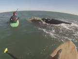 Paddleboarders stuiten op walvissen bij Argentijnse kust