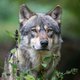 Provincie Gelderland gaat met paintballgeweren op wolf schieten die ‘onnatuurlijk’ gedrag vertoont