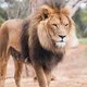 Tragisch ongeval dierentuin: leeuw bijt stagiaire dood