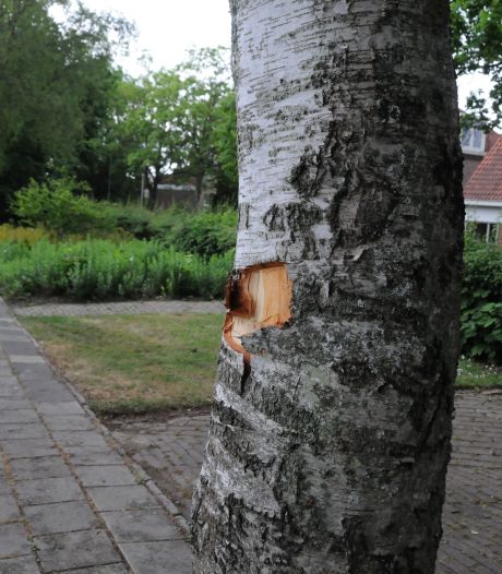 Bomen verminkt in Zierikzee: gemeente Schouwen-Duiveland doet aangifte
