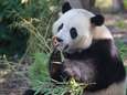 Le panda Tian Bao restera plus longtemps que prévu en Belgique