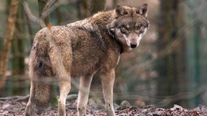 'Probleemwolf' gedood in Duitsland