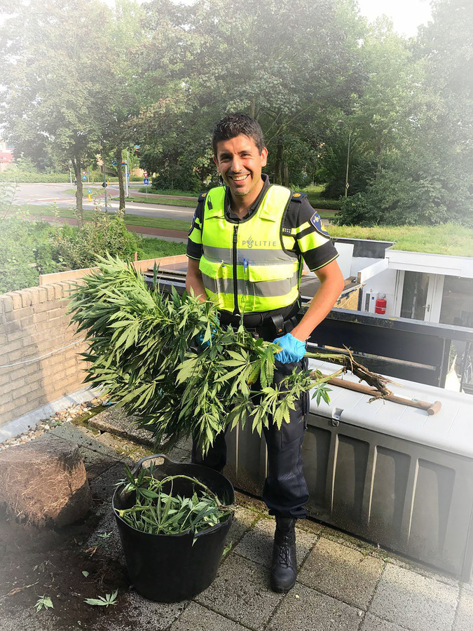 De twee wietplanten van Jan (73) uit Hasselt moeten weg ‘Een ramp voor