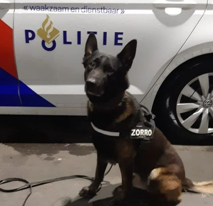 Met behulp van de politiehond werd een vermoedelijke inbreker aangehouden.