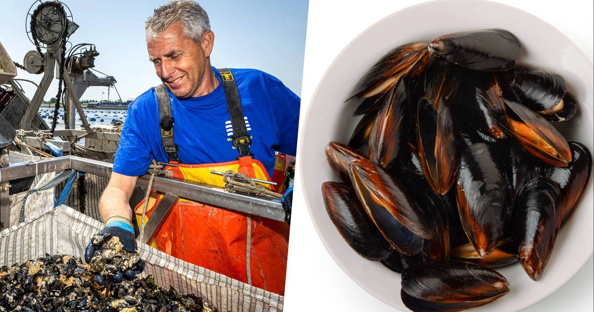 Daar zijn de eerste mosselen van het seizoen “Een week langer moeten