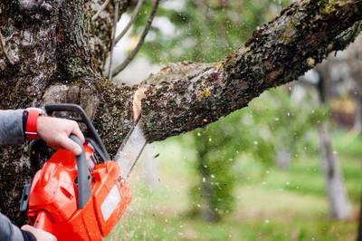 32 zieke bomen aan de Spoorlaan plat, herplant moet nog even wachten