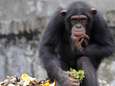 Les Chimpanzés, ces buveurs invétérés