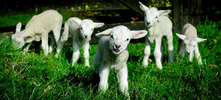 Lammetjes in het Overijsselse Witharen. Het is een vijfling, een zeldzame gebeurtenis. Het maakt de lente nóg specialer. Beeld ANP