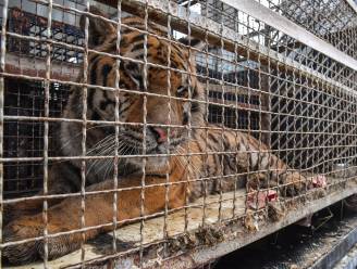 Poolse zoo biedt tijdelijk onderdak aan zieke tijgers die dagenlang vastzaten