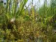 Speelbos Bentwoud is deels weer open na verwijderen van plaagplant watercrassula