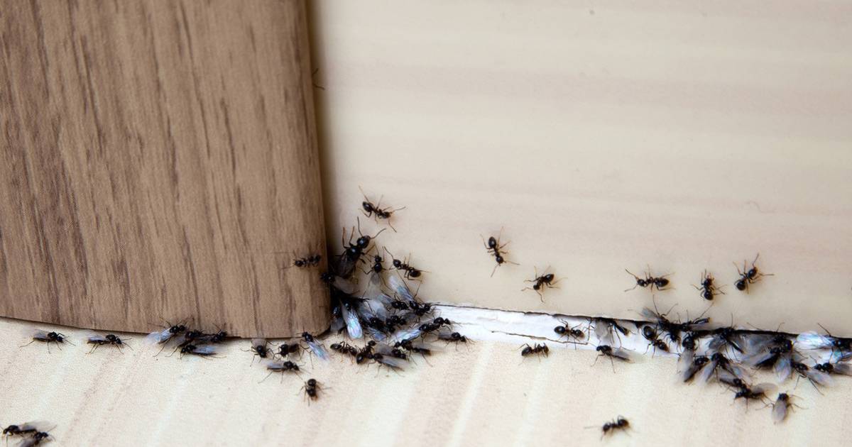 Hoe Krijg Je Mieren Je Huis En Tuin Uit Tips Inspiratie En Advies Van Startpagina Nl Ad Nl