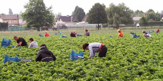 Seizoenwerkers aan de slag in de West-Brabantse tuinbouw, in dit geval bij St. Willebrord.