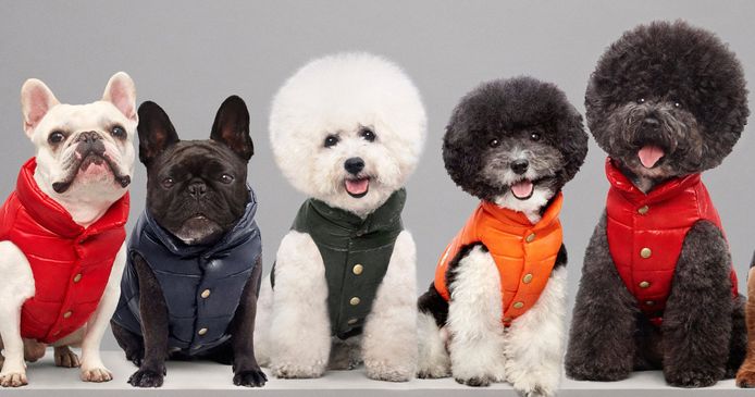 Een campagnebeeld van de collectie donsjassen voor honden van Moncler en Poldo Dog Couture.
