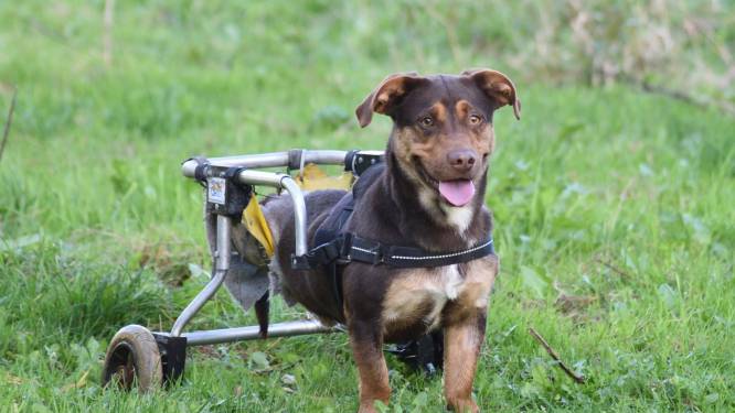 Nadat hij zijn achterpoten verloor door aanrijding, kreeg hondje Appie een ‘rolstoel’ om te lopen