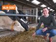 Thomas Leplae (30) uit het West-Vlaamse Woesten houdt van zijn dieren: “Ik kom tot rust tussen mijn koeien.”