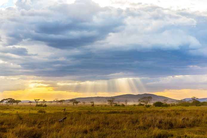 De Serengeti in Tanzania.