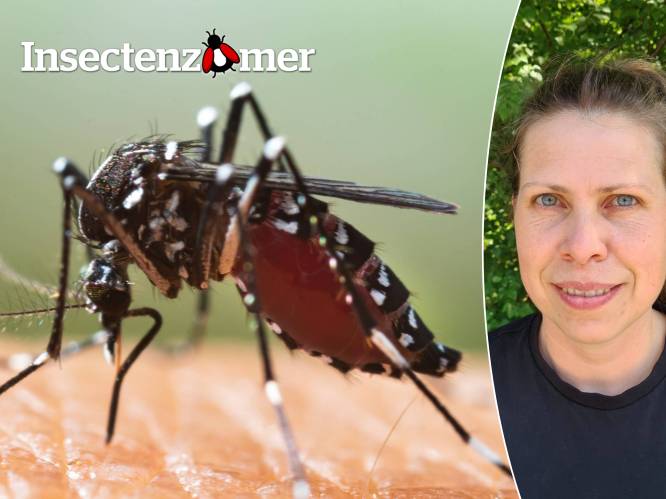 “Vorige zomer konden mensen niet meer rustig buiten op hun terras zitten”: hoe gevaarlijk is de tijgermug?