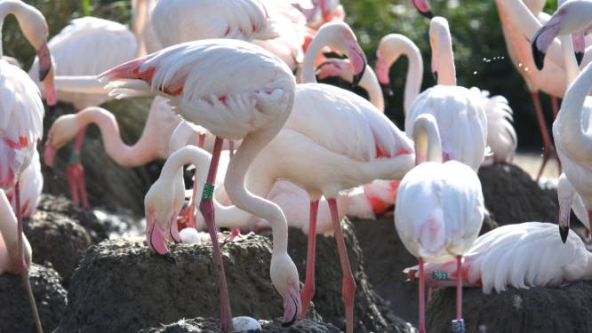 Na twintig jaar zijn deze flamingo's eindelijk weer aan het broeden: ‘Ze kwamen maar niet in de stemming’