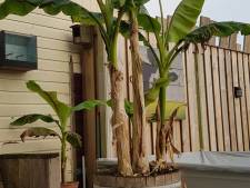 Gek op de bananenplant? Neem een pup en word lid van deze groep 