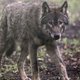 De wolf floreert in Duitsland. Nu wil een deelstaatminister jagers inzetten
