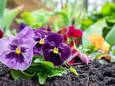 “Plant viooltjes voor extra kleur”: onze tuintips voor de maand mei.