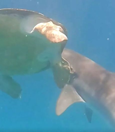 Un plongeur assiste à un spectacle rare aux Bahamas: une tortue échappe à un énorme requin-tigre