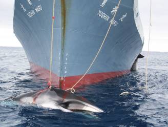Japan wil weer op walvisjacht en overweegt uit Internationale Walviscommissie te stappen