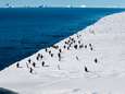 Belgen ontdekken 28 nieuwe soorten (!) op Antarctica