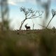 Na een bloedige tijd krijgen de overgebleven edelherten bij de Oostvaardersplassen meer rust