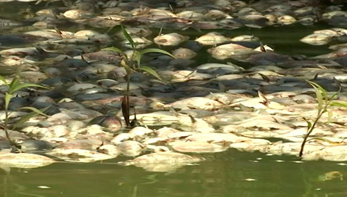 Honderden dode vissen komen bovendrijven in de Darling River in Zuidoost-Australië.