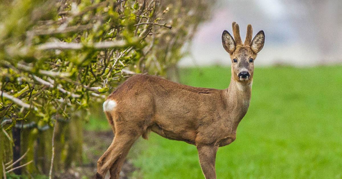 Honden in Zwijndrecht, Ambacht aanlijnen voor reeën