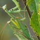 Waarom een weekje vrieskou geen probleem is voor fauna en flora