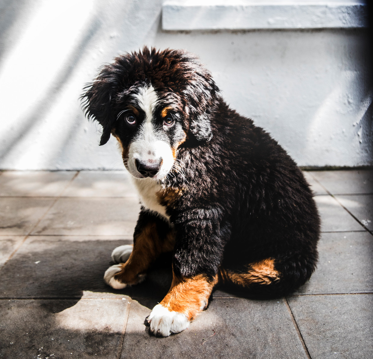 account intern Miniatuur Hond beïnvloedt mens met treurige blik dankzij speciale spier