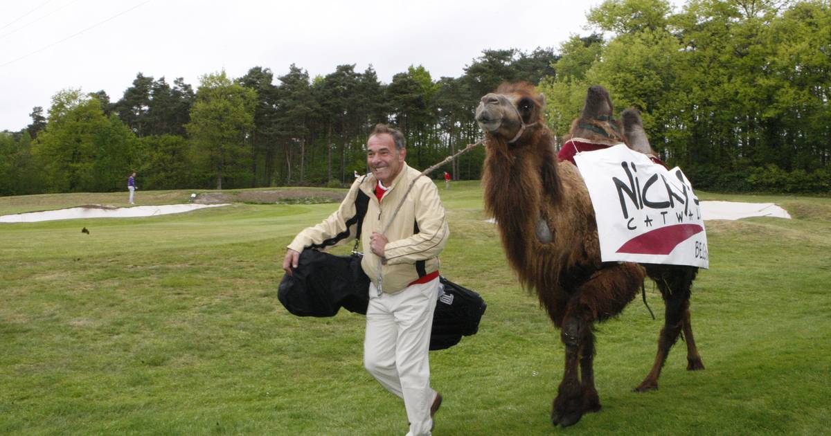spelletje golf met kameel als caddie diest hln be